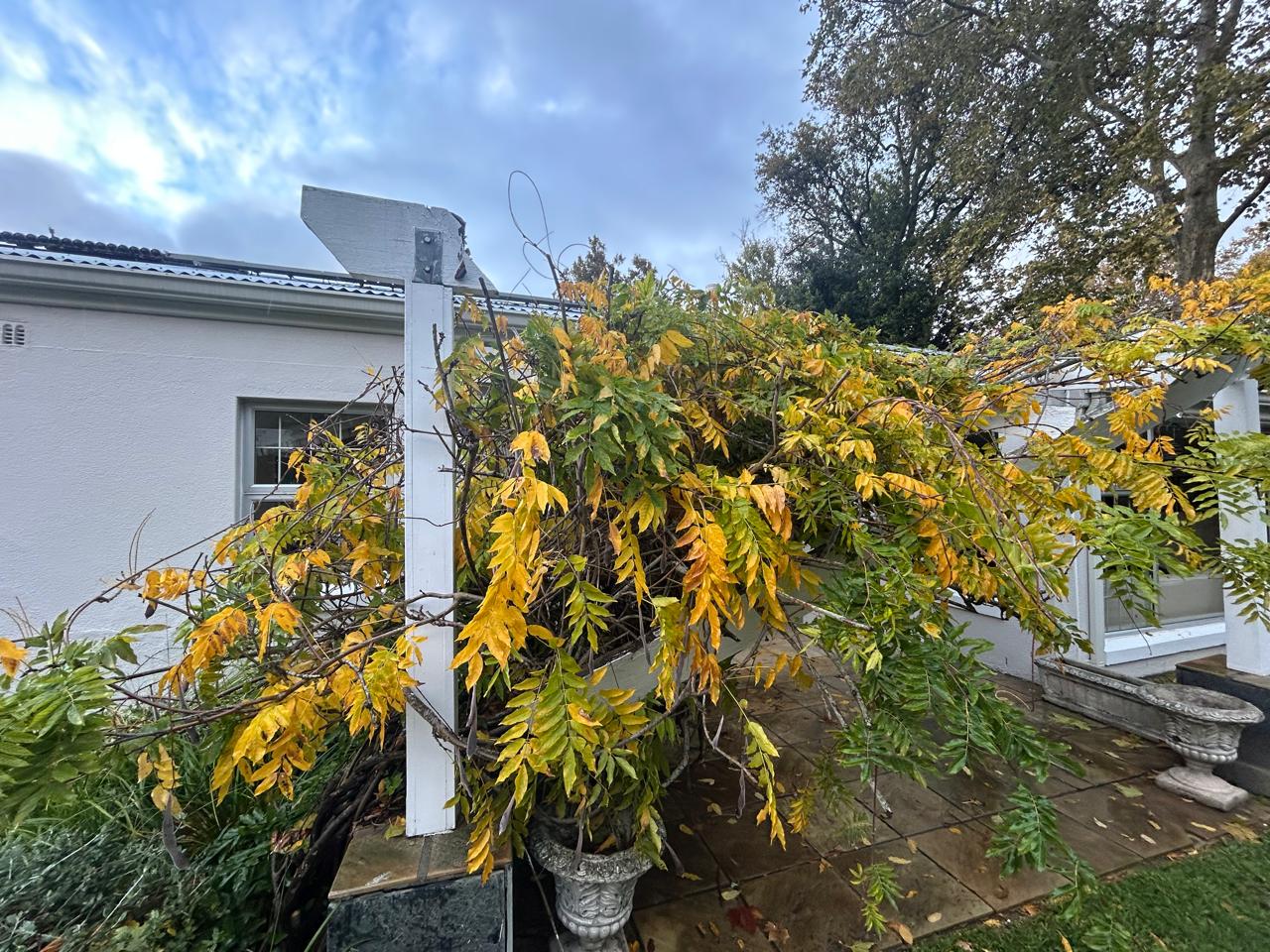 wooden-pergola -damaged damaged wooden pergola
